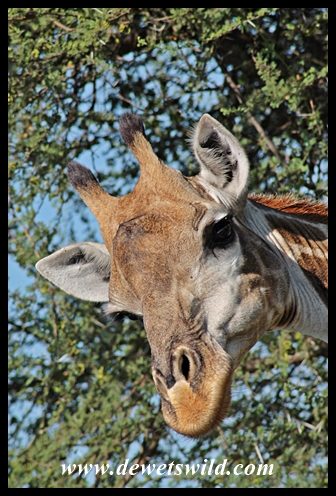 Hello from Shingwedzi!