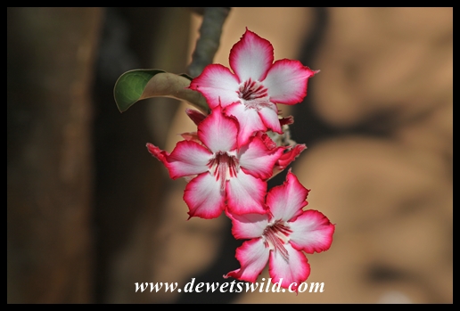 Impala lilies were blooming all over