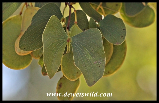 Butterfly-shaped mopane leaves