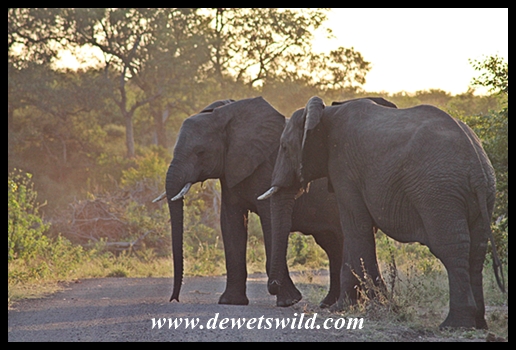 Shingwedzi is elephant country