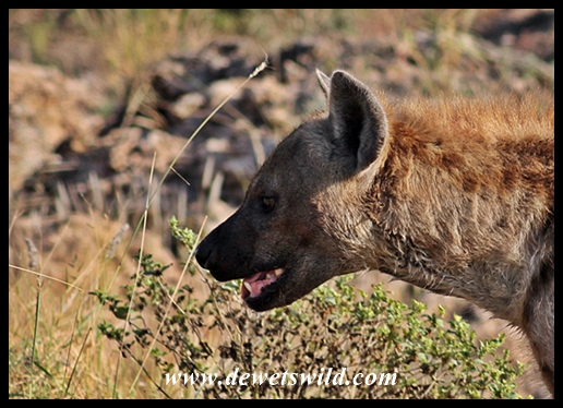 Hyena profile