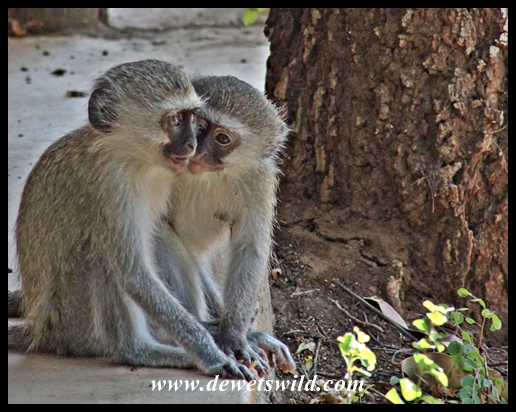 Shingwedzi's local youth