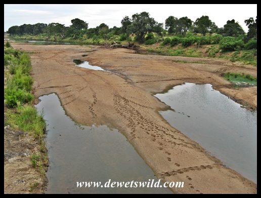 Evidence of the comings-and-goings at the waterhole