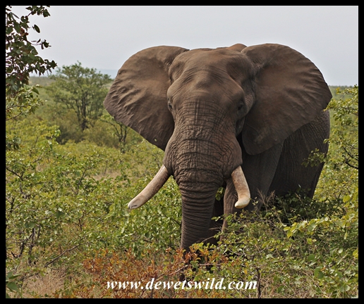 Shingwedzi is elephant country