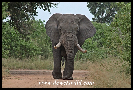 Shingwedzi is elephant country