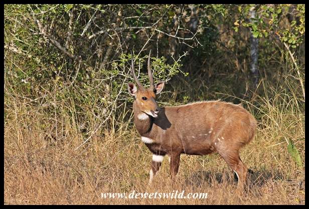 Bushbuck ram
