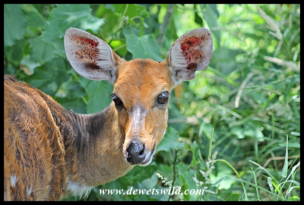 Bushbuck ewe