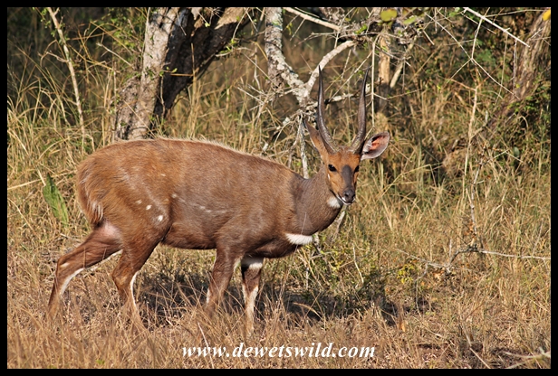 Bushbuck ram