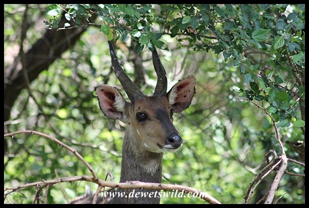 Bushbuck ram