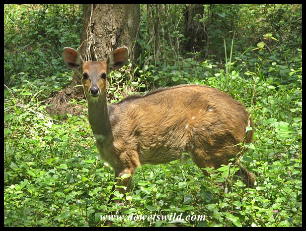 Bushbuck ewe