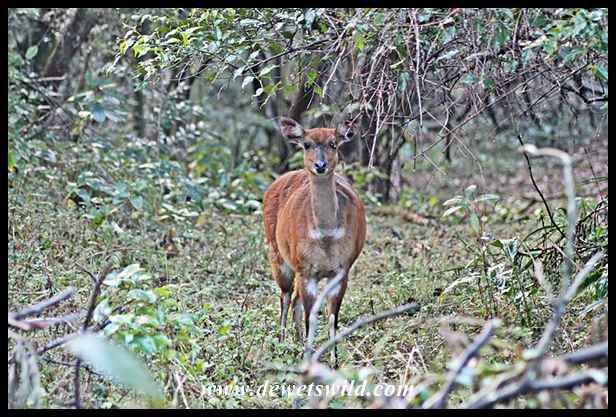 Bushbuck ewe