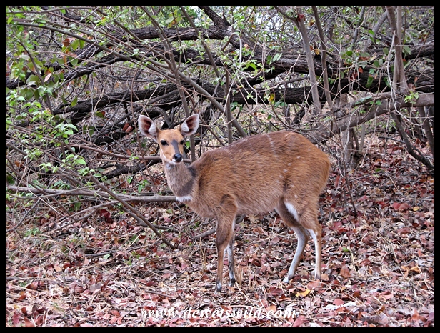 Bushbuck ewe