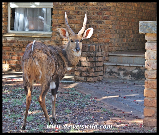 Bushbuck ram
