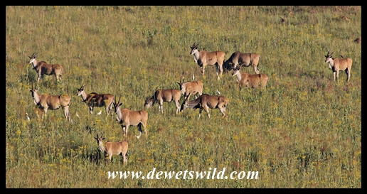 Eland herd