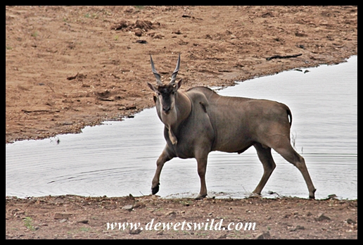 Eland bull