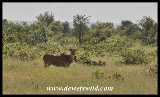 Eland cow