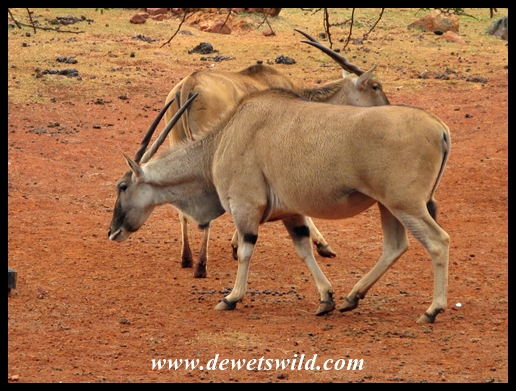 Eland cow