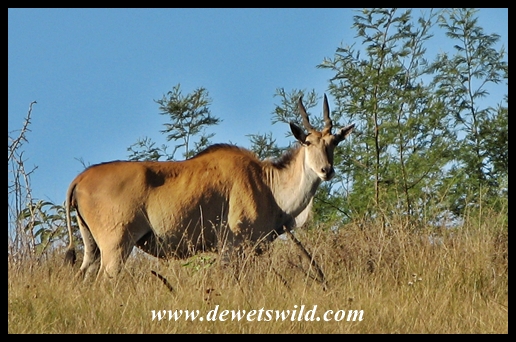Eland cow