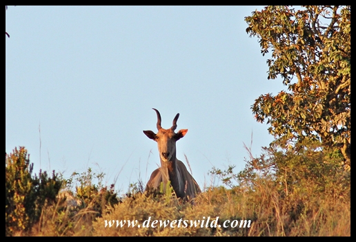 Eland cow