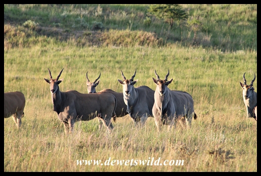 Eland herd