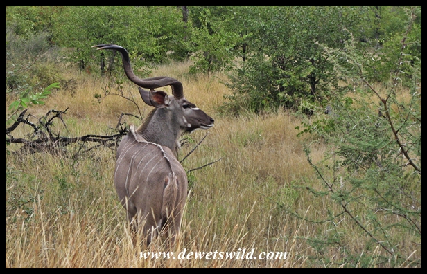 Kudu bull