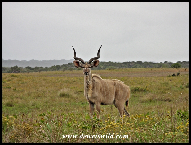 Subadult kudu bull