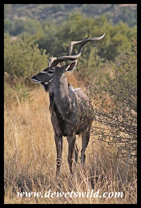 Kudu bull
