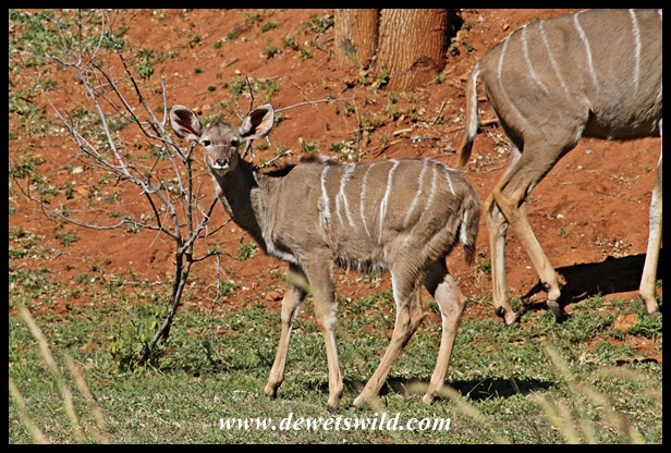 Kudu calf