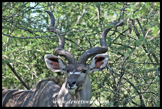 Kudu bull