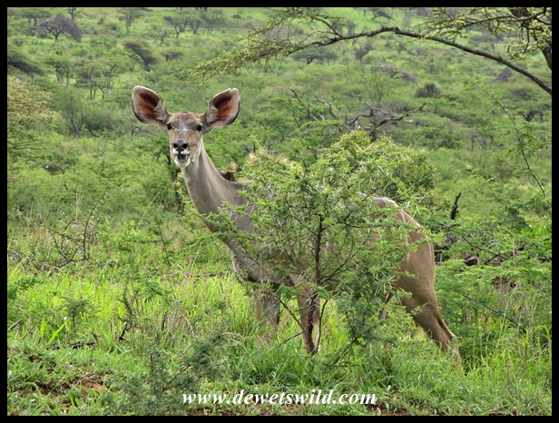 Kudu cow