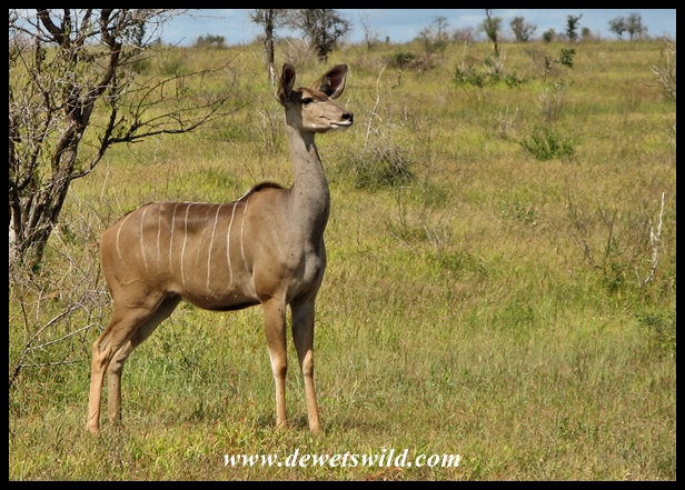 Kudu cow