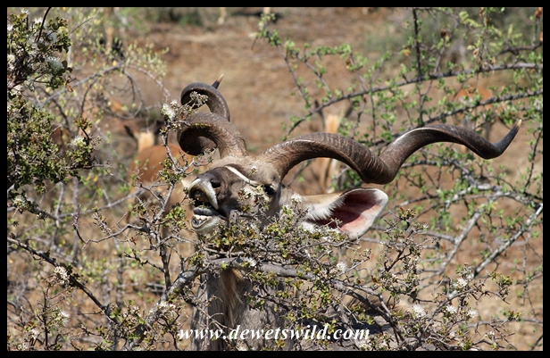 Kudu bull