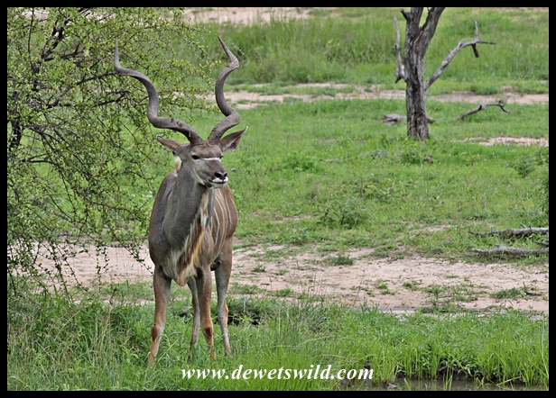 Kudu bull