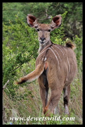 Kudu cow