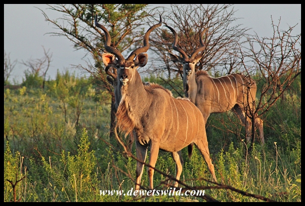 Kudu bull