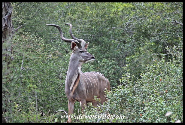 Kudu bull