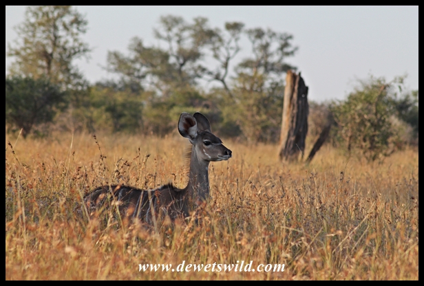 Kudu calf