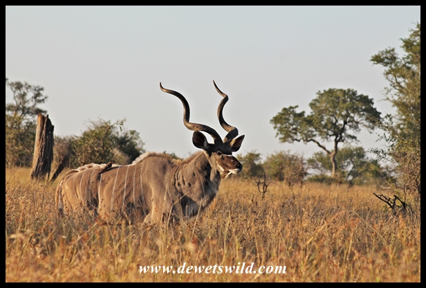 Kudu bull