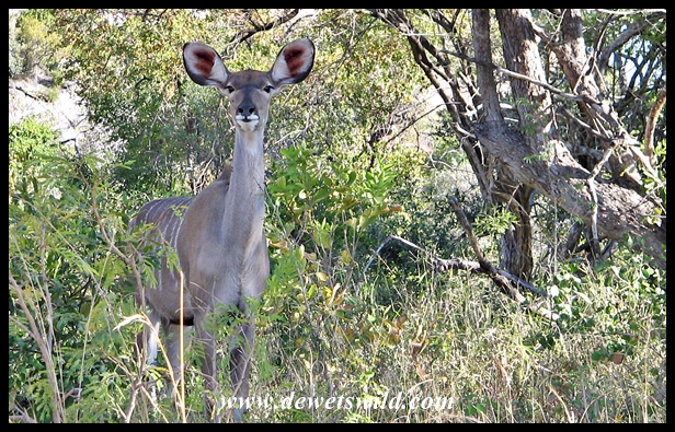 Kudu cow