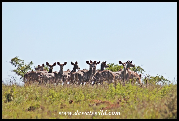 Kudu herd