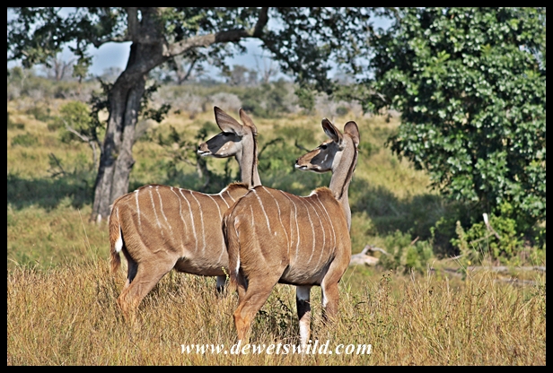 Kudu cow