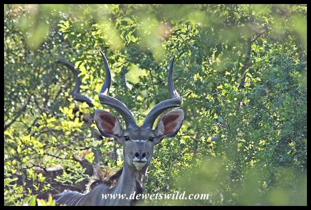 Subadult kudu bull
