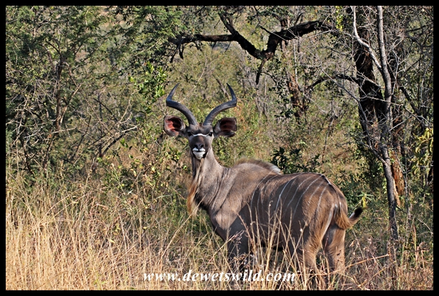 Subadult kudu bull