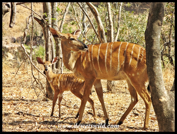 Nyala ewe and lamb
