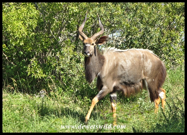Nyala bull