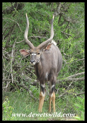 Nyala bull