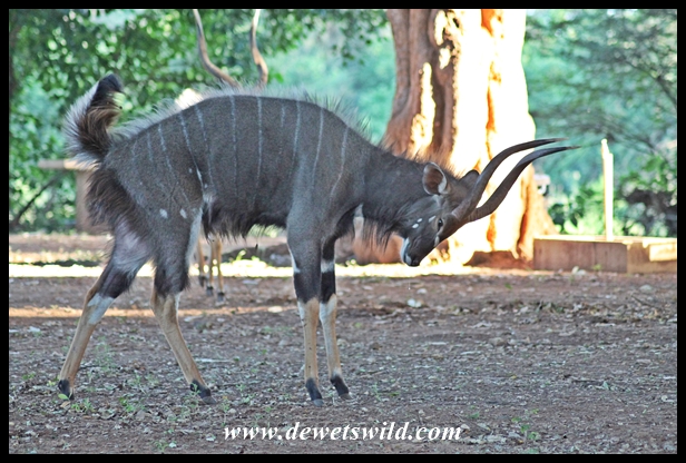 Nyala display