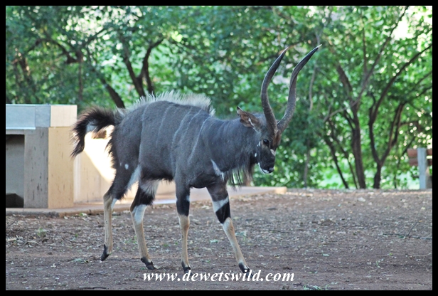 Nyala display