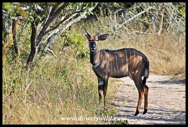 Subadult nyala male