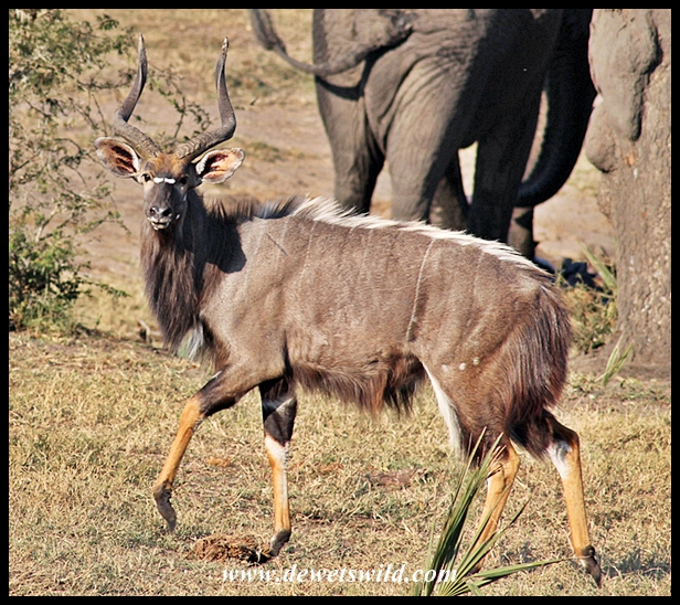 Nyala bull